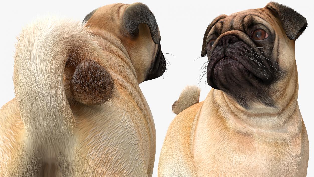 3D Pug Dog Fur