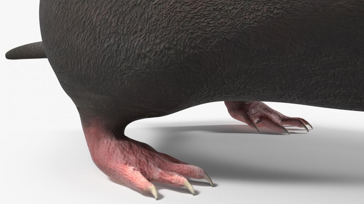 3D European Mole Animal Rigged for Cinema 4D