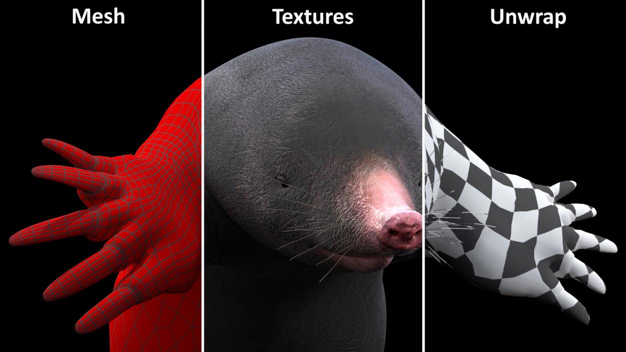 3D European Mole Animal Rigged for Cinema 4D