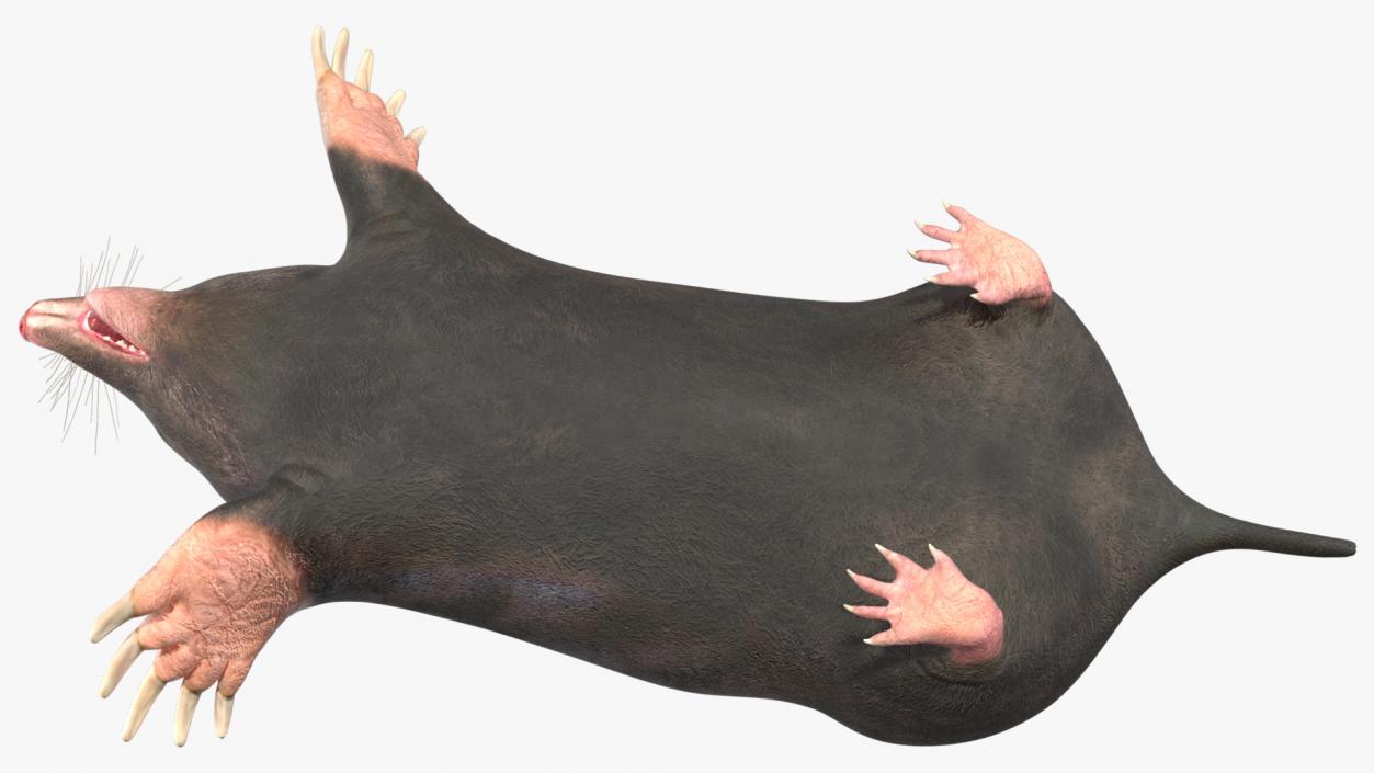 3D European Mole Animal Rigged for Cinema 4D