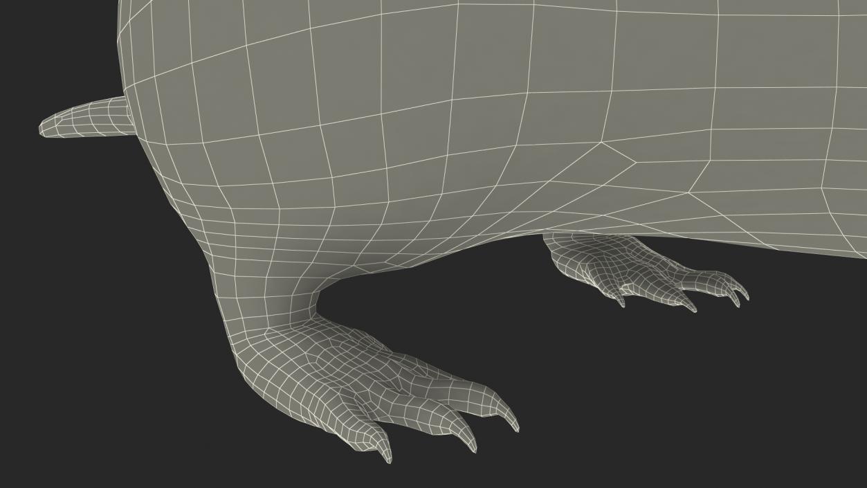 3D European Mole Animal Rigged for Cinema 4D