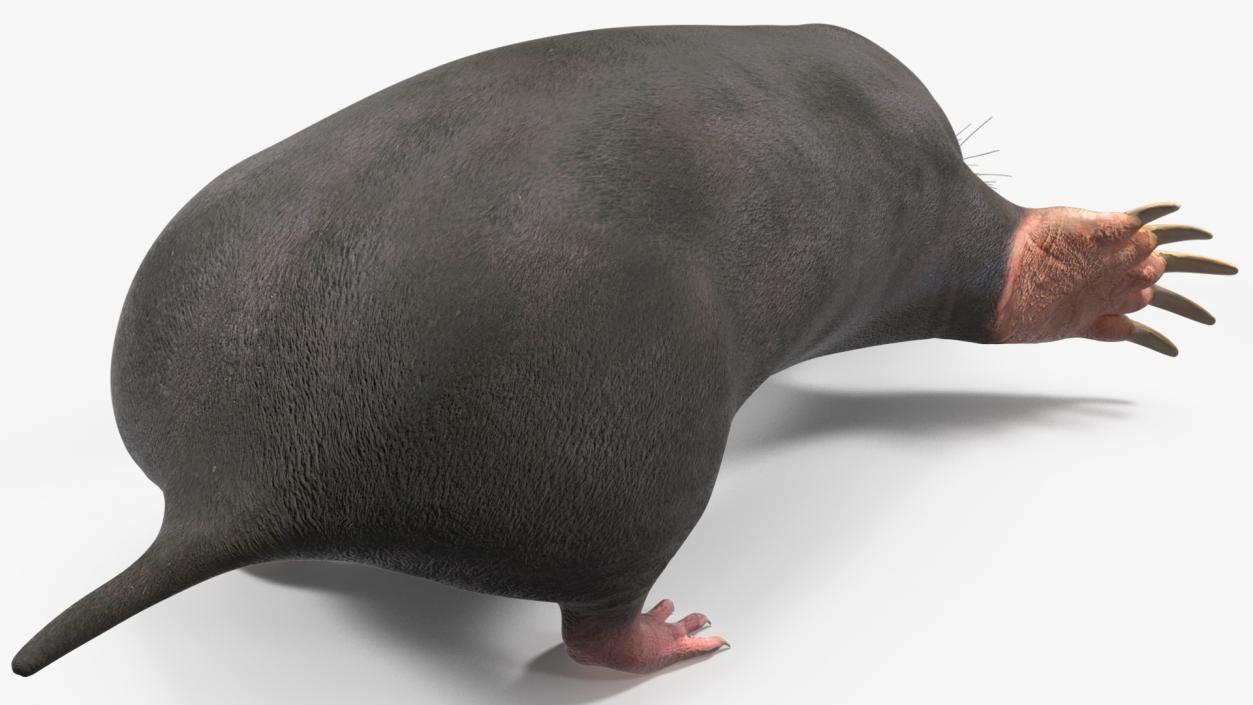 3D European Mole Animal Rigged for Cinema 4D