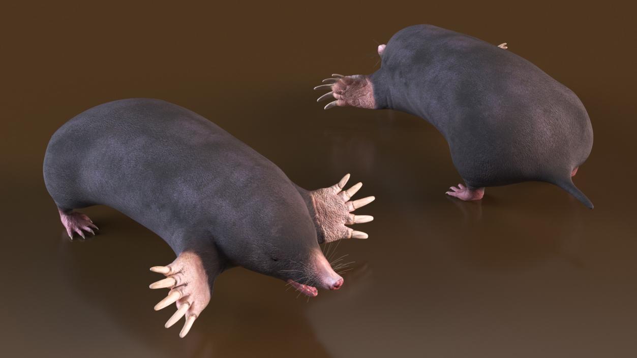 3D European Mole Animal Rigged for Cinema 4D