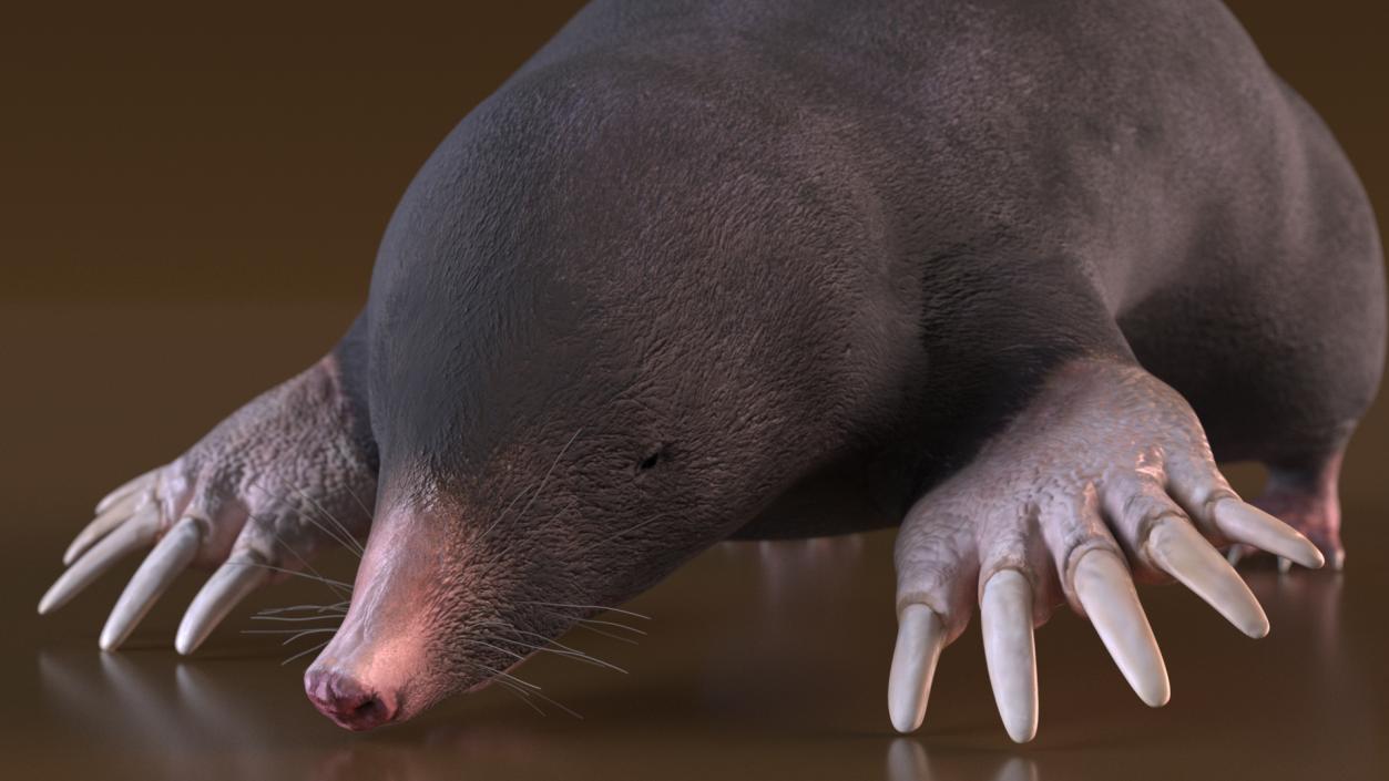 3D European Mole Animal Rigged for Cinema 4D