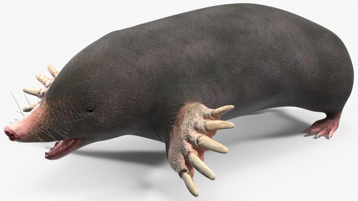 3D European Mole Animal Rigged for Cinema 4D