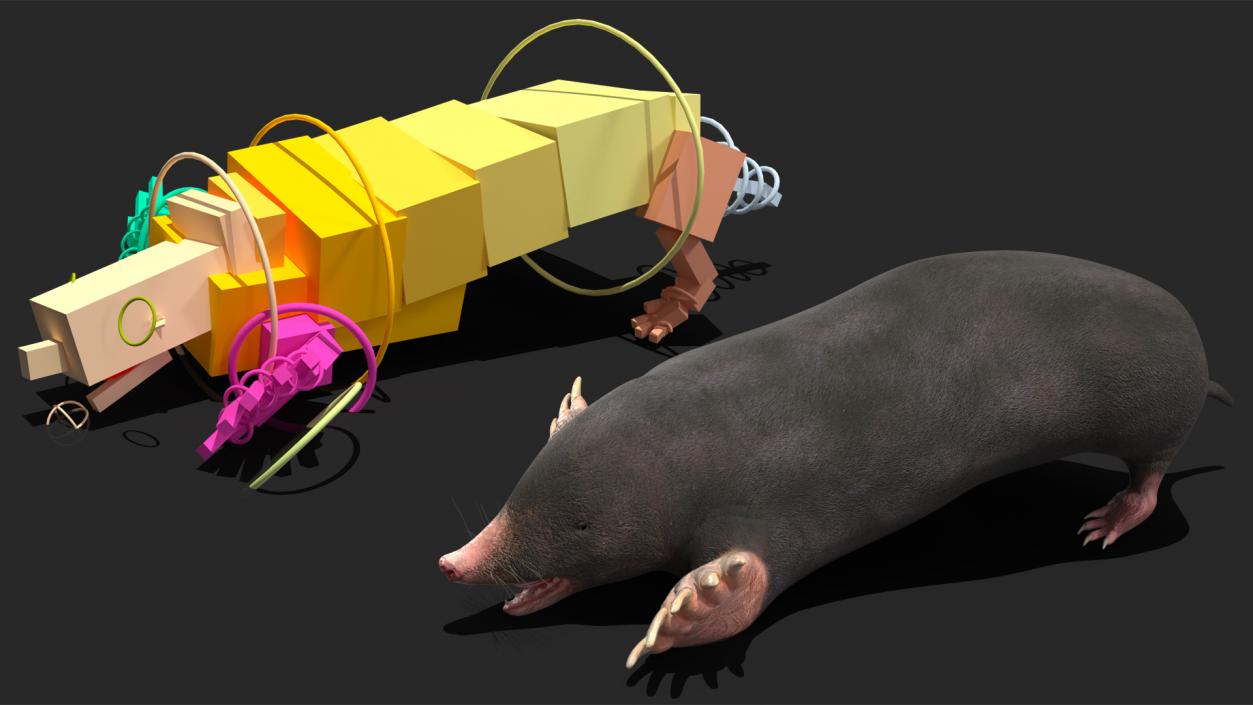 3D European Mole Animal Rigged for Cinema 4D