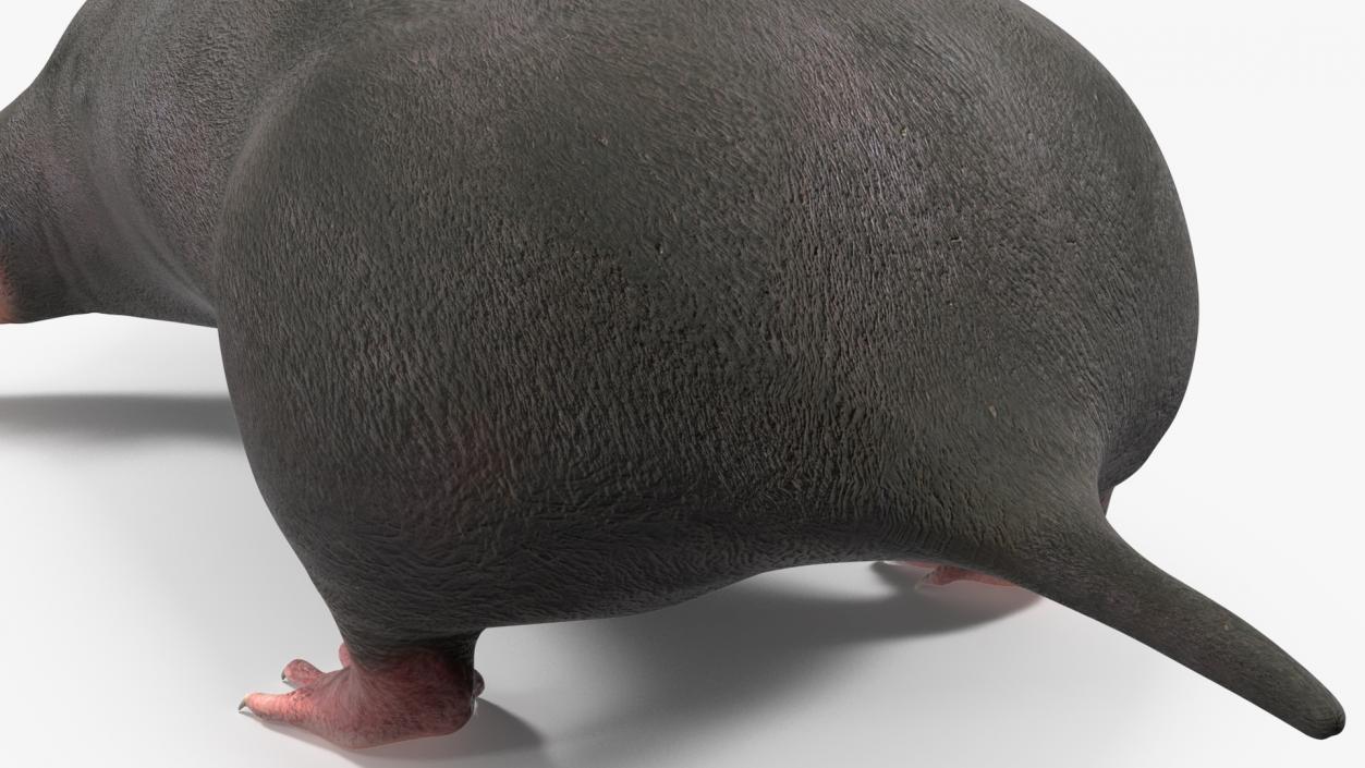 3D European Mole Animal Rigged for Cinema 4D