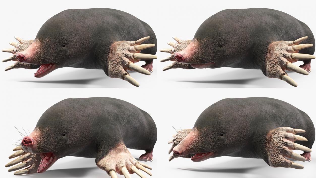 3D European Mole Animal Rigged for Cinema 4D