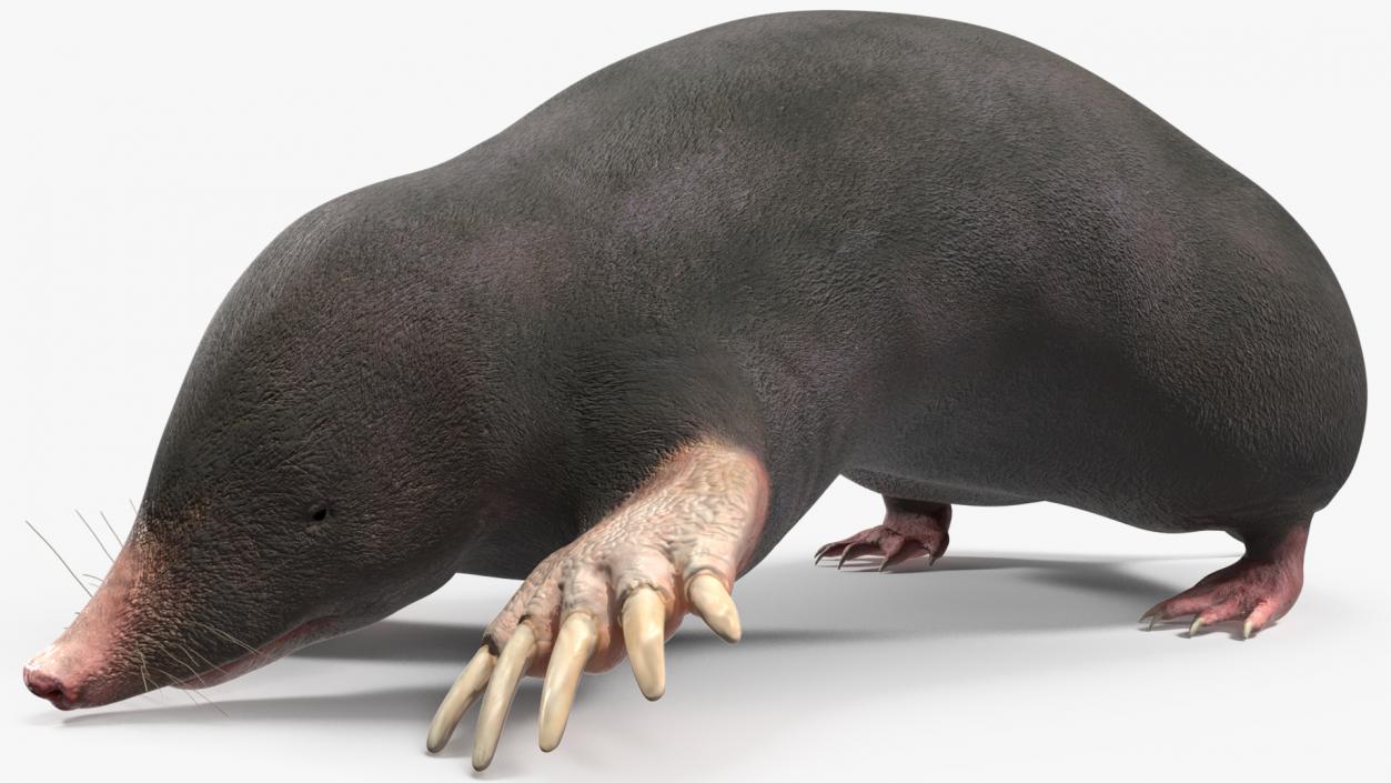 3D European Mole Animal Rigged for Cinema 4D