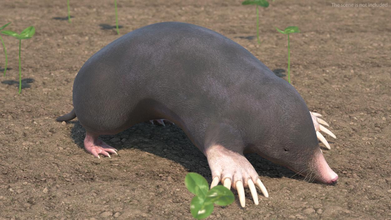 3D European Mole Animal Rigged for Cinema 4D