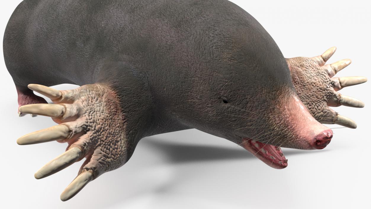 3D European Mole Animal Rigged for Cinema 4D