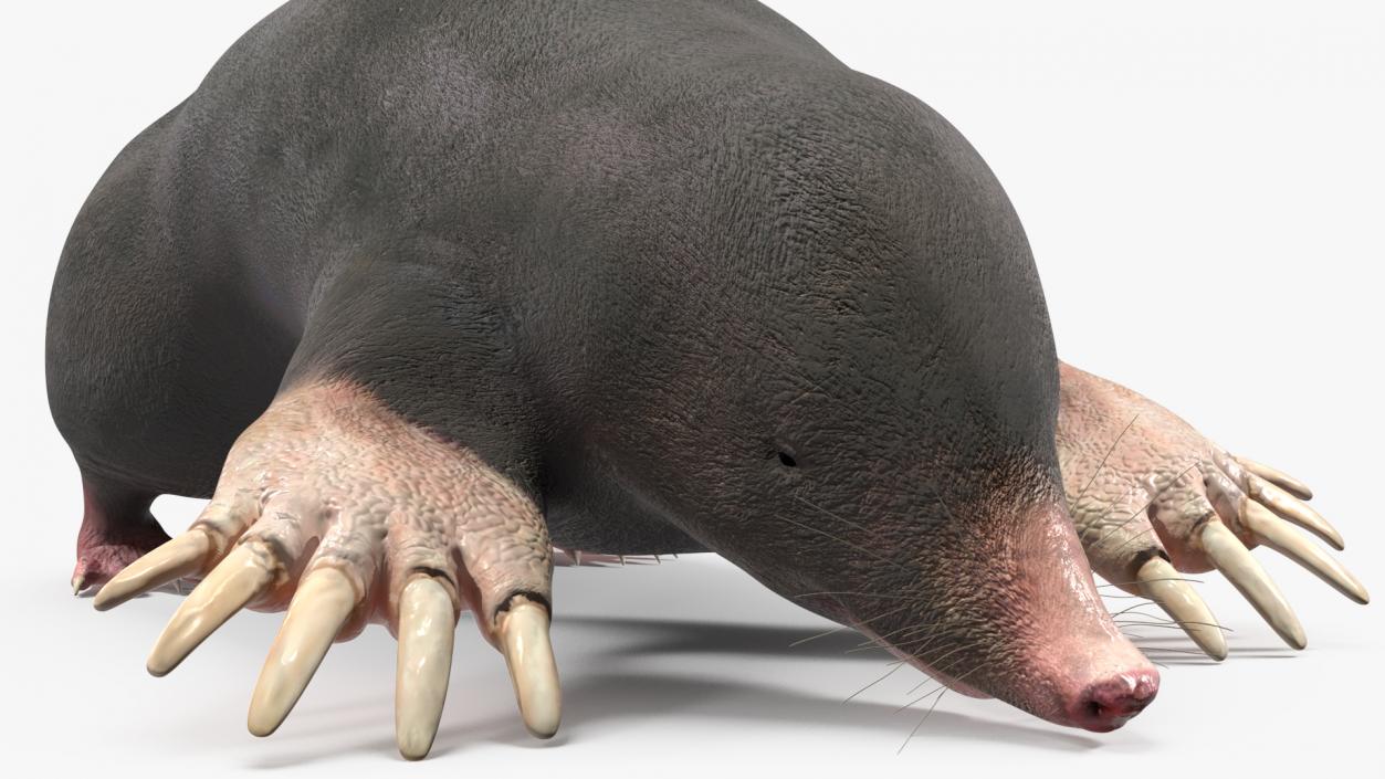 3D European Mole Animal Rigged for Cinema 4D