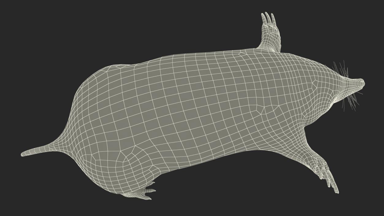 3D European Mole Animal Rigged for Cinema 4D