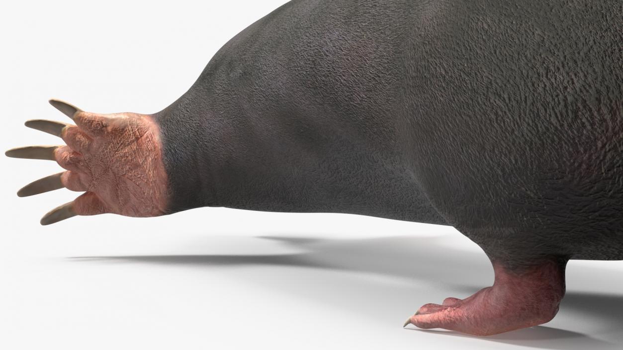 3D European Mole Animal Rigged for Cinema 4D