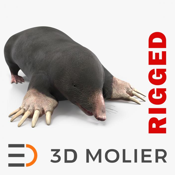 3D European Mole Animal Rigged for Cinema 4D