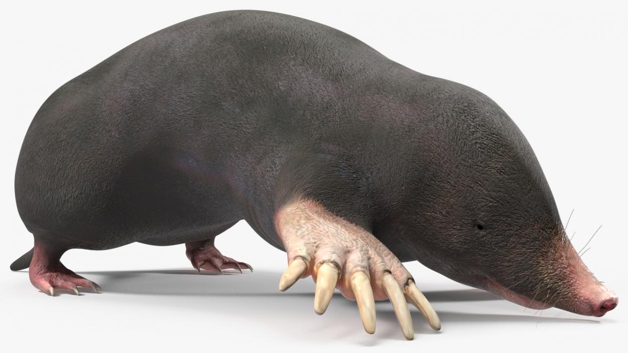 3D European Mole Animal Rigged for Cinema 4D