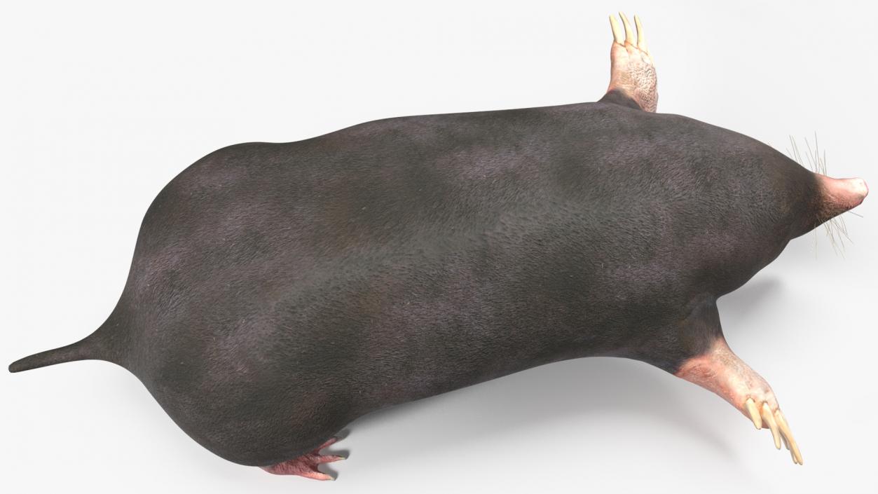 3D European Mole Animal Rigged for Cinema 4D