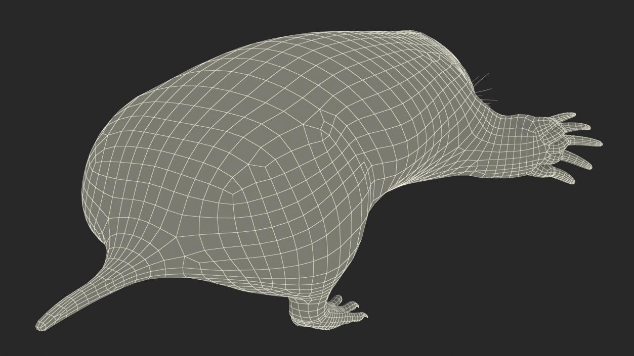 3D European Mole Animal Rigged for Cinema 4D