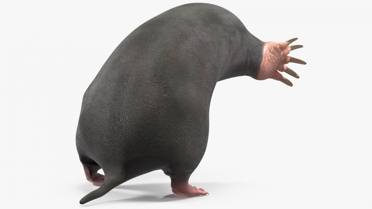 3D European Mole Animal Rigged for Cinema 4D