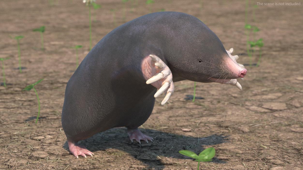 3D European Mole Animal Rigged for Cinema 4D