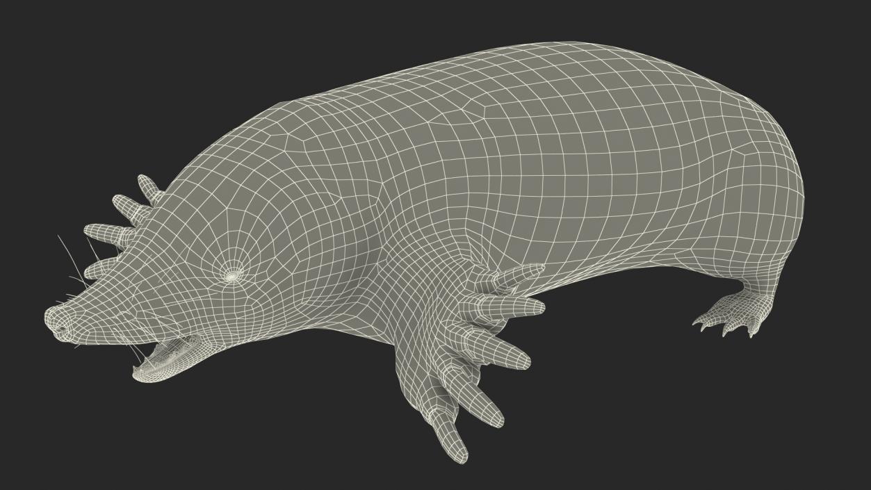 3D European Mole Animal Rigged for Cinema 4D