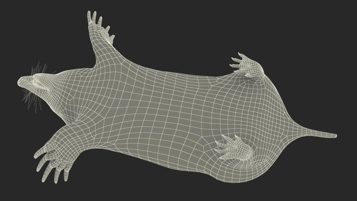 3D European Mole Animal Rigged for Cinema 4D