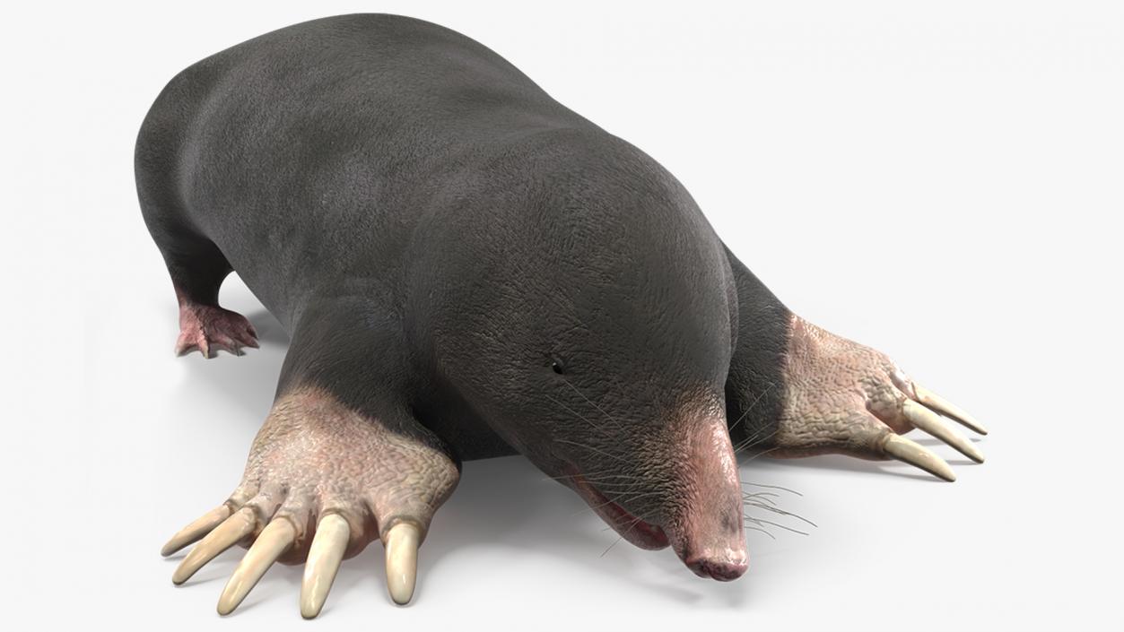 3D European Mole Animal Rigged for Cinema 4D