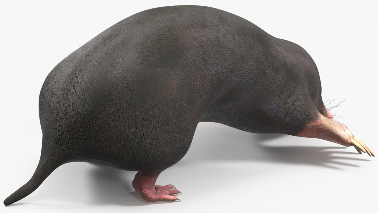 3D European Mole Animal Rigged for Cinema 4D