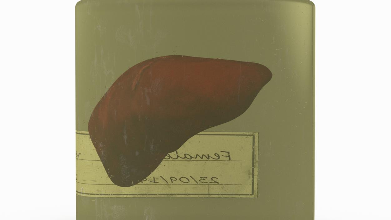 3D Human Liver Organ in a Jar 2 model