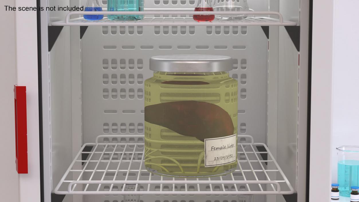 3D Human Liver Organ in a Jar 2 model