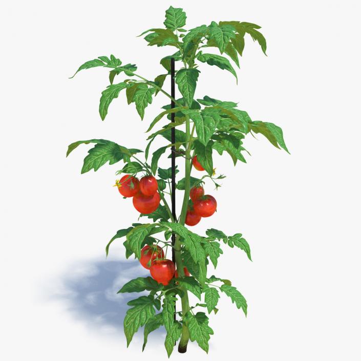 Tomatoes Fruits and Flowers 3D