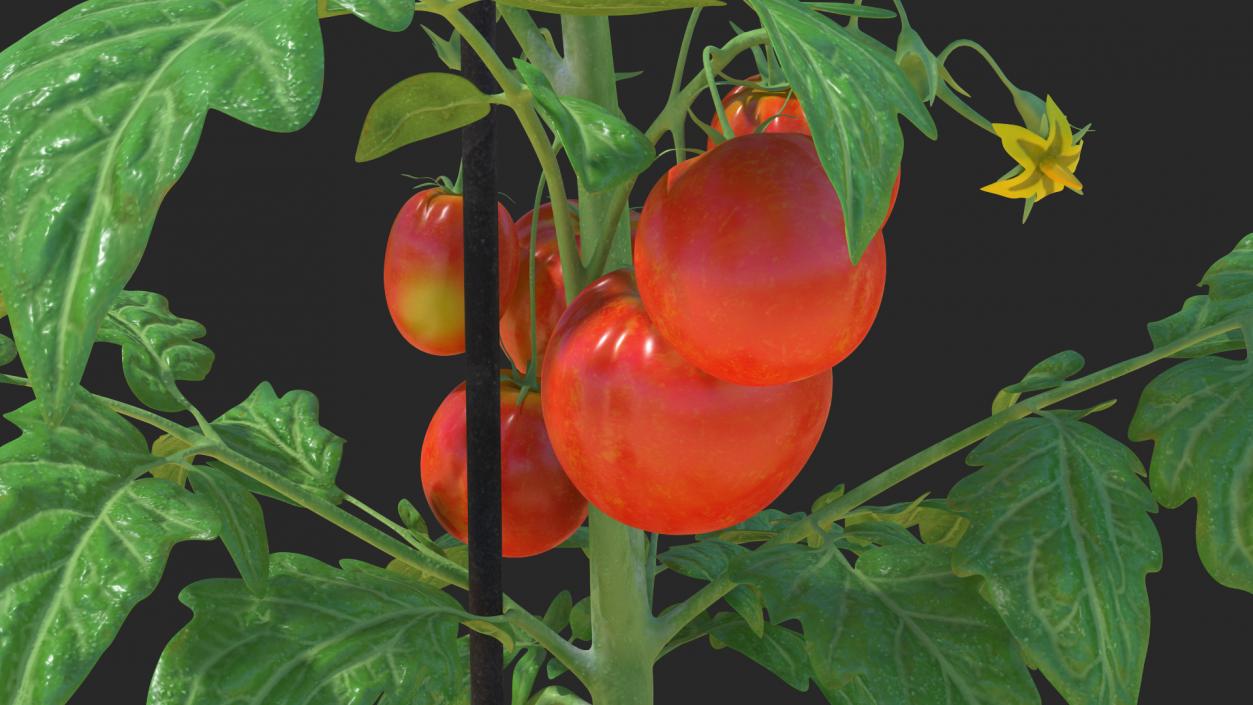 Tomatoes Fruits and Flowers 3D