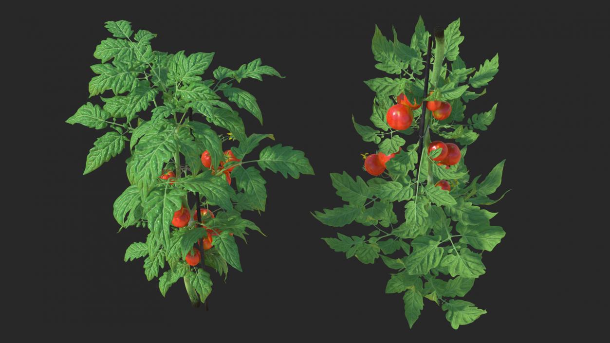 Tomatoes Fruits and Flowers 3D