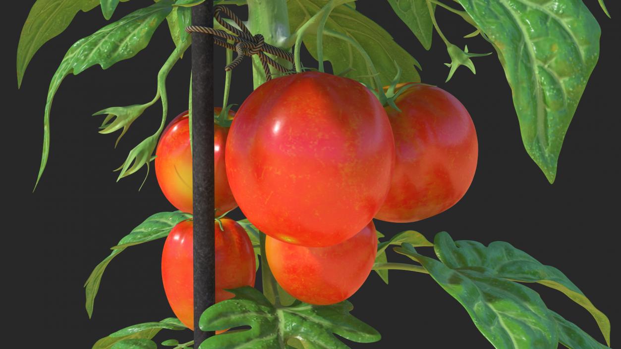 Tomatoes Fruits and Flowers 3D