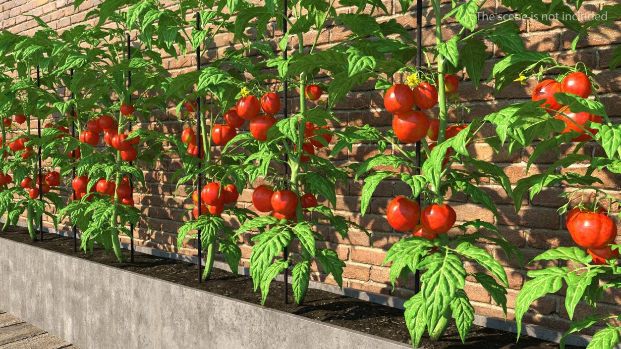 Tomatoes Fruits and Flowers 3D