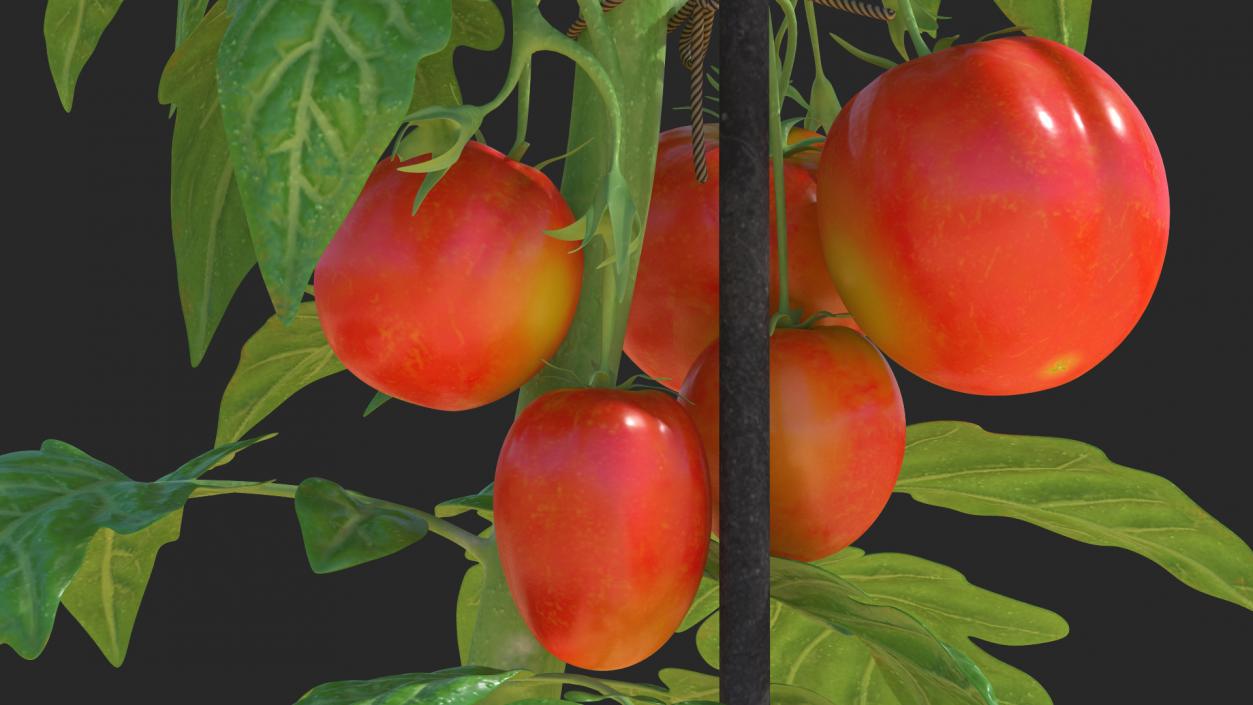 Tomatoes Fruits and Flowers 3D