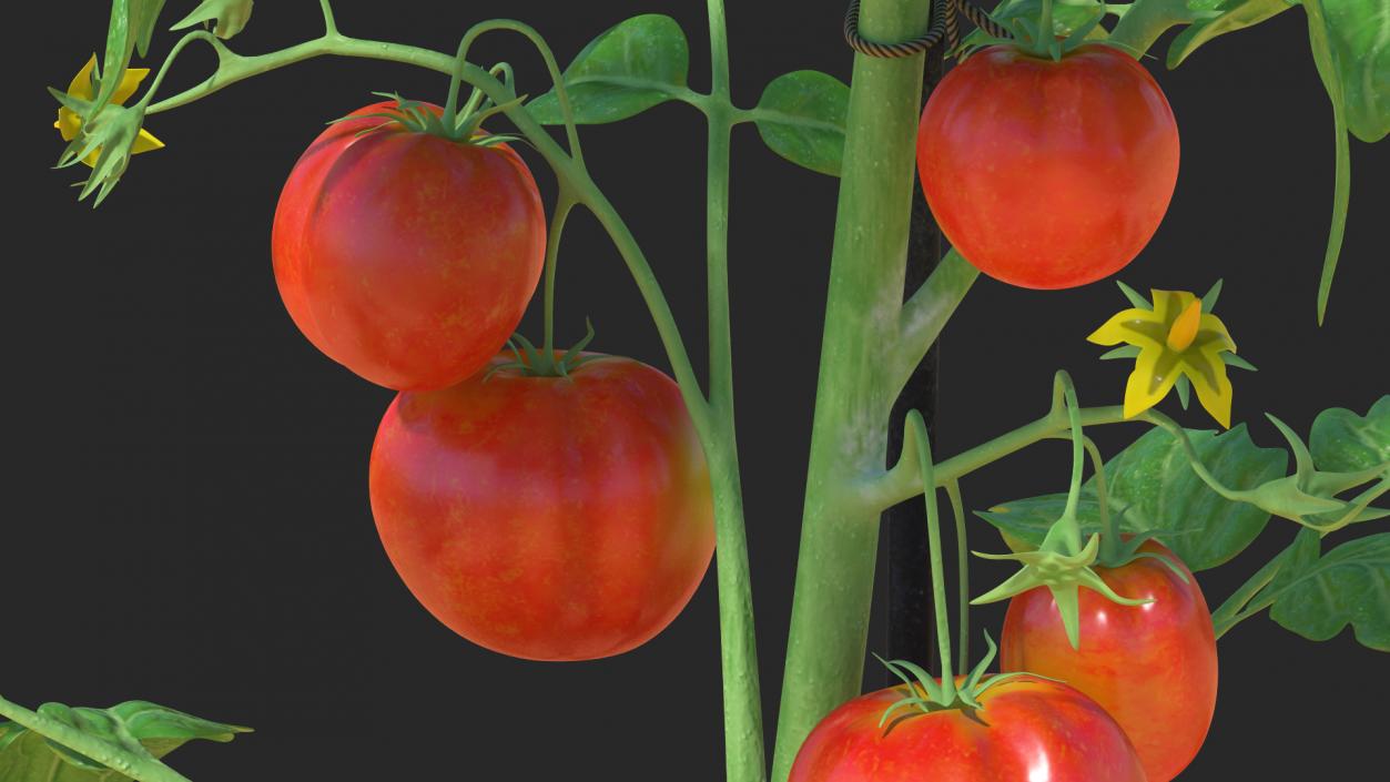 Tomatoes Fruits and Flowers 3D