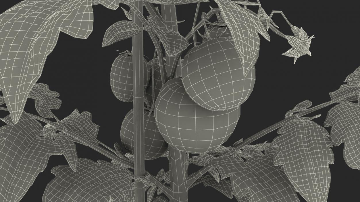 Tomatoes Fruits and Flowers 3D