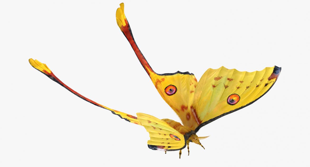 3D Comet Moth Flying Pose with Fur