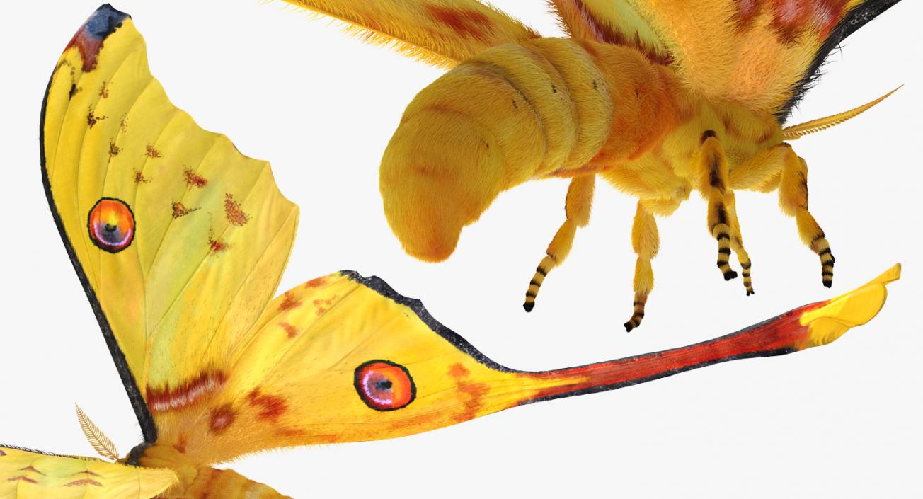 3D Comet Moth Flying Pose with Fur