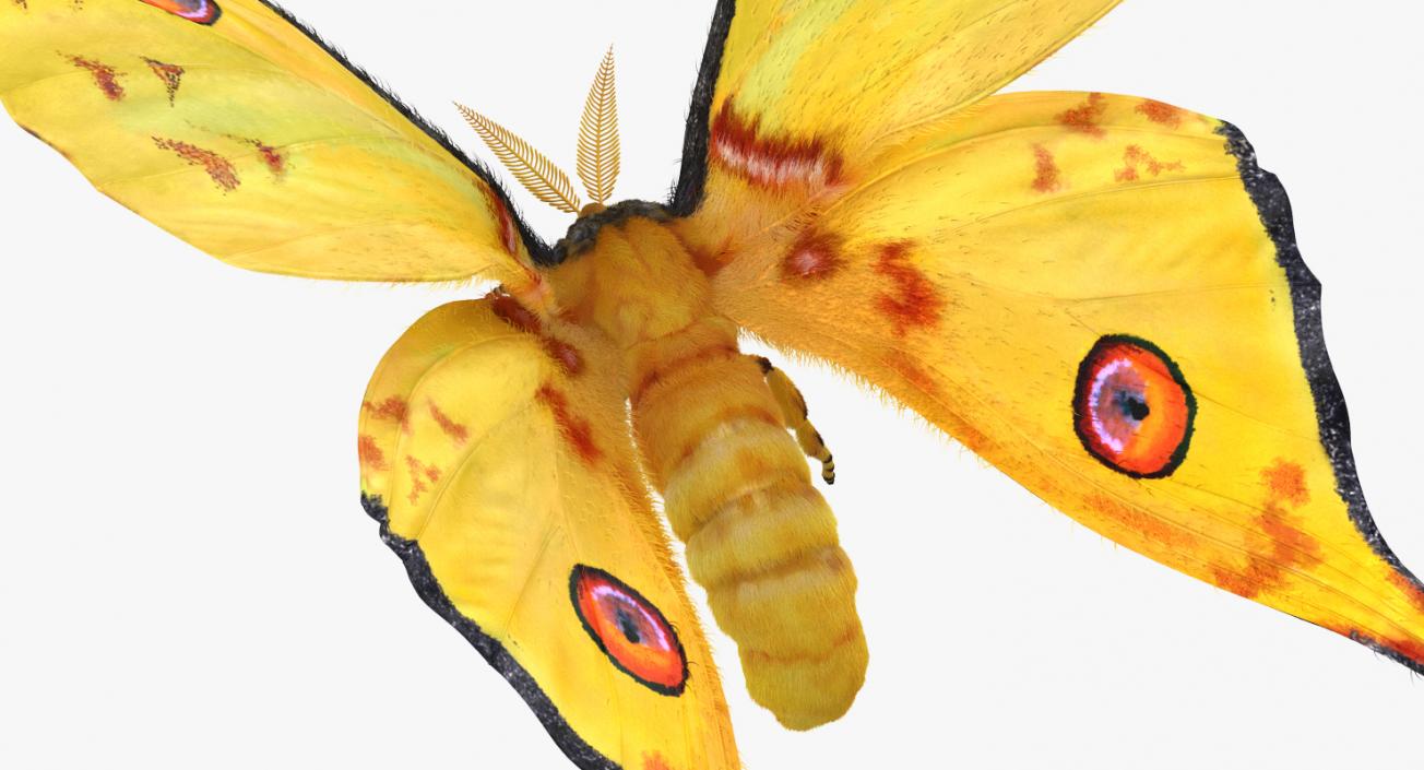 3D Comet Moth Flying Pose with Fur