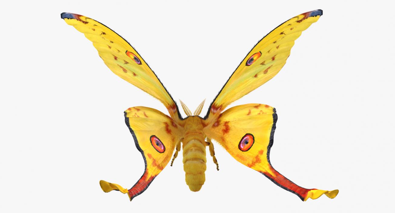 3D Comet Moth Flying Pose with Fur