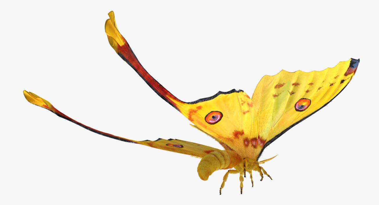 3D Comet Moth Flying Pose with Fur