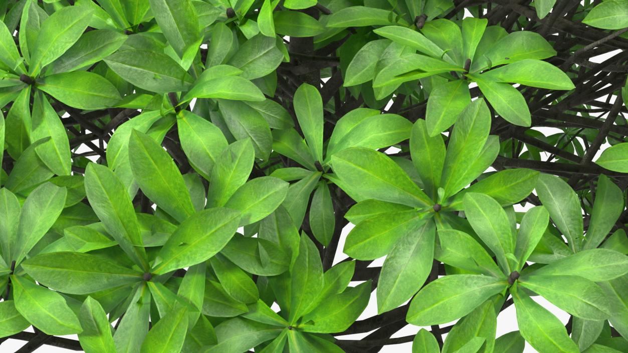 3D Daphne Odora Evergreen Shrub model