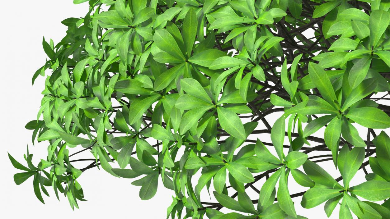 3D Daphne Odora Evergreen Shrub model