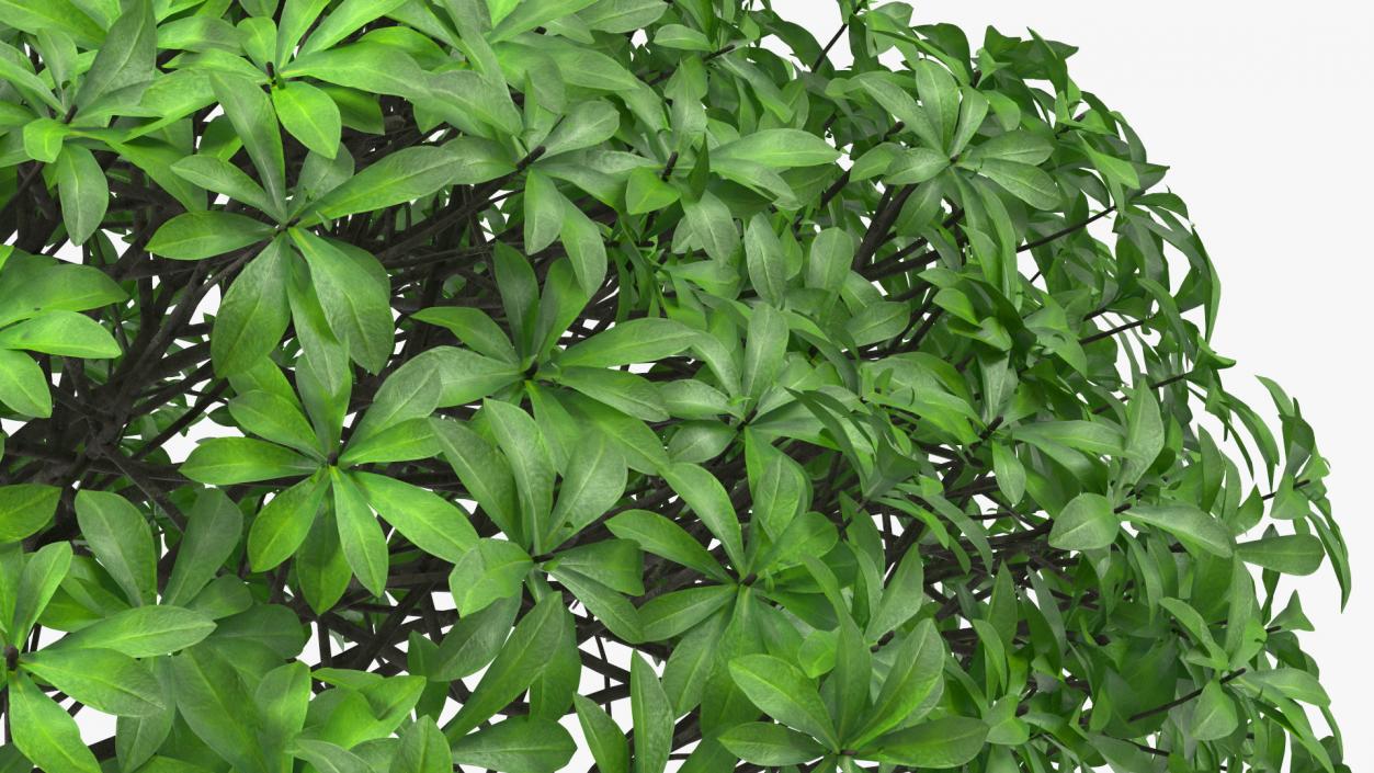 3D Daphne Odora Evergreen Shrub model