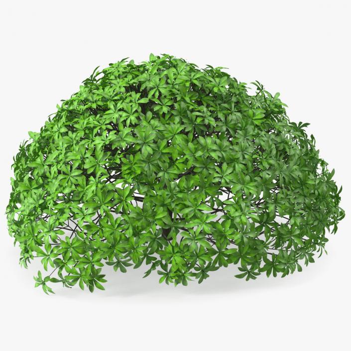 3D Daphne Odora Evergreen Shrub model