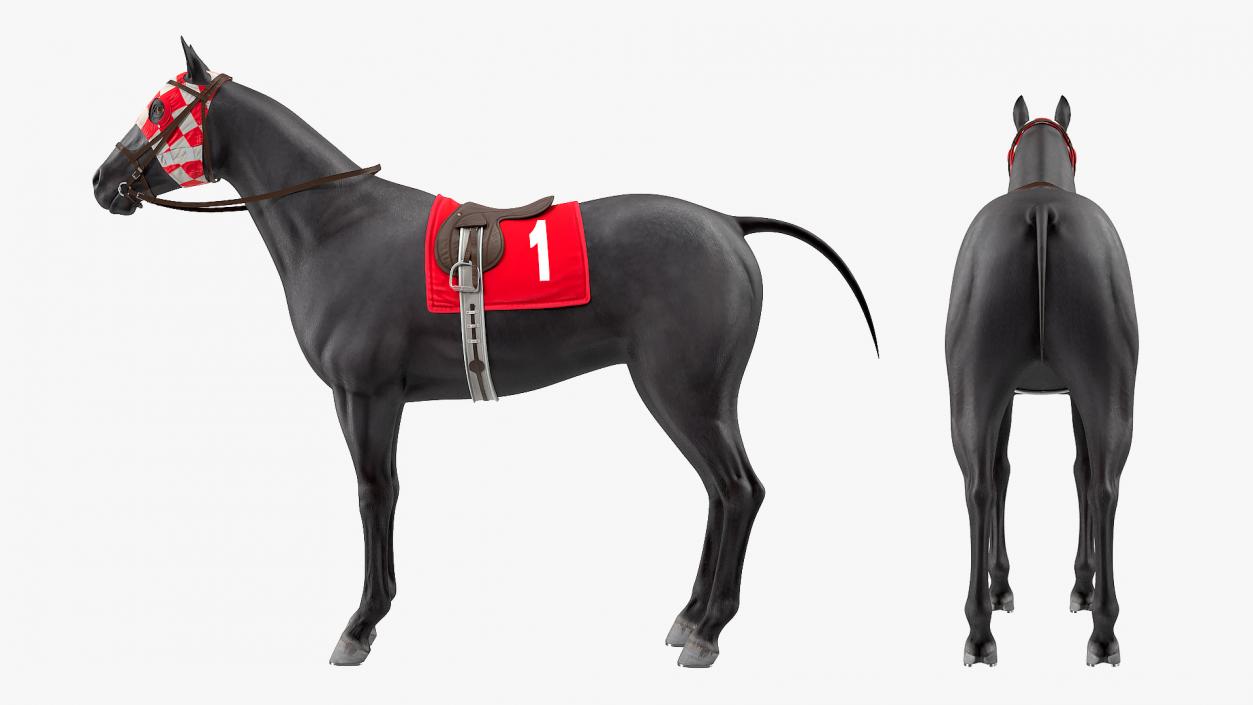 Racehorse Black Rigged 3D