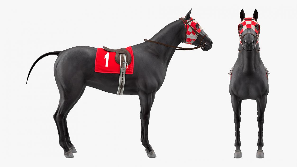 Racehorse Black Rigged 3D