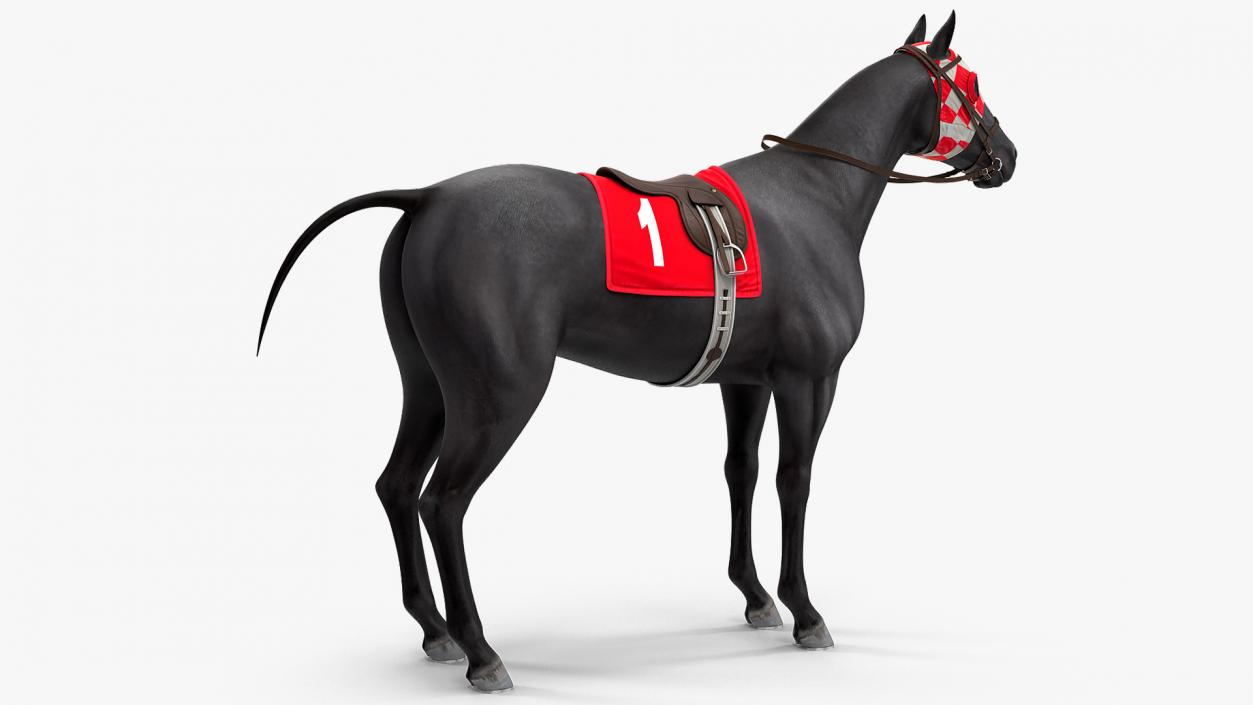 Racehorse Black Rigged 3D